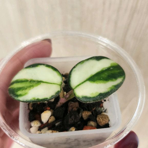 호야 마틸드 바리에가타