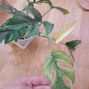 풀민트 히메 몬스테라