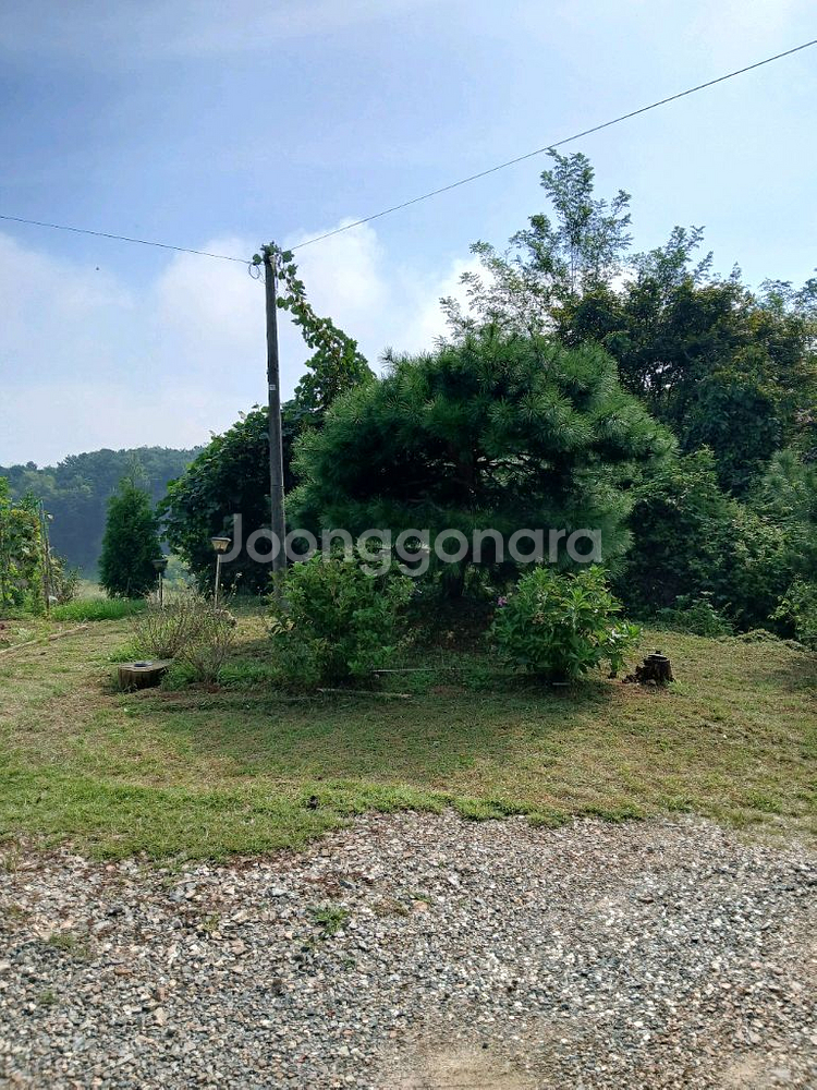 소나무 조경수--0