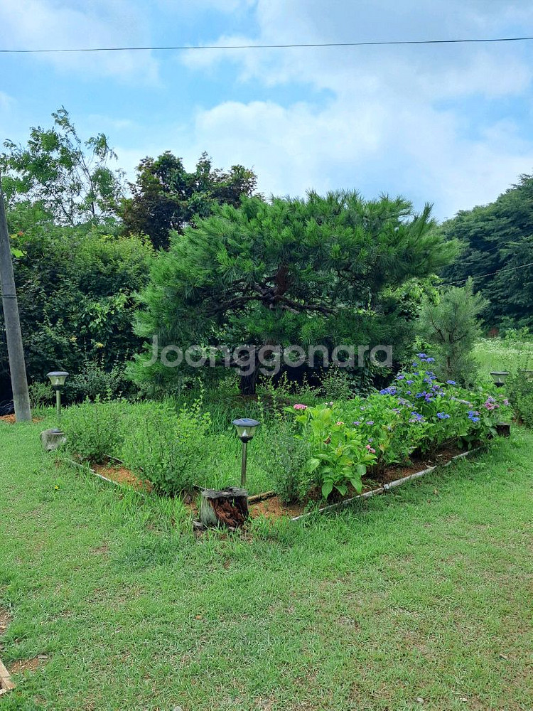 소나무 조경수--2