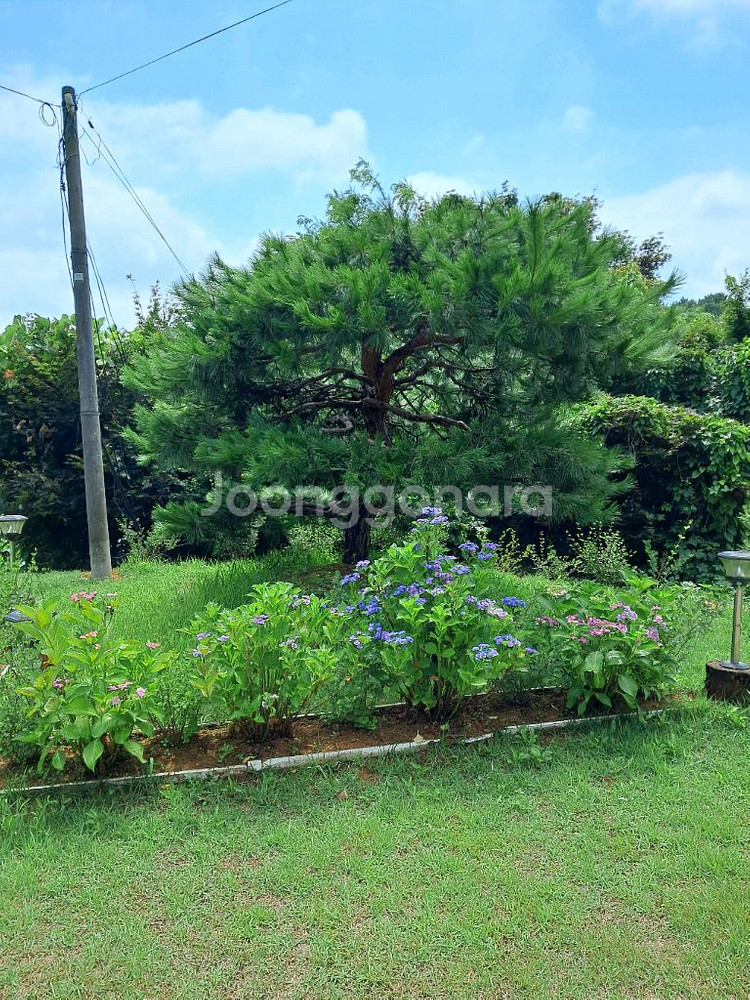 소나무 조경수--3