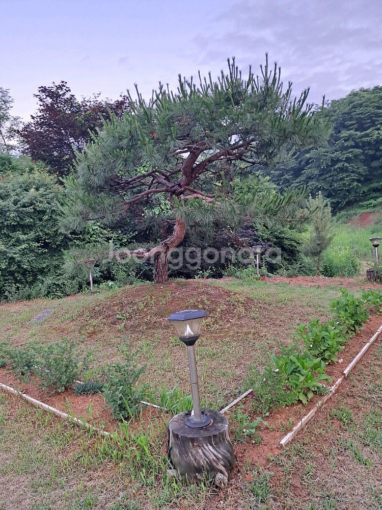 소나무 조경수--4