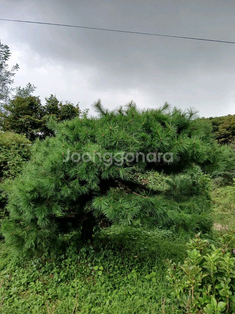 소나무 조경수--1