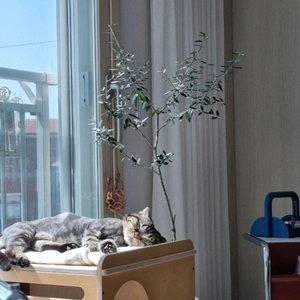 가또블랑코 원목 화장실+발판, 고양이 침대