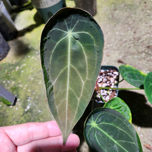 안스리움 파필리라미넘 포게티