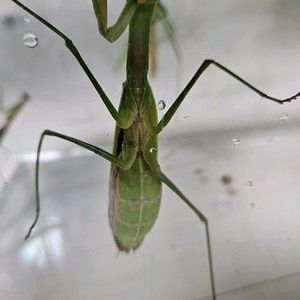 야생 사마귀 분양합니다.