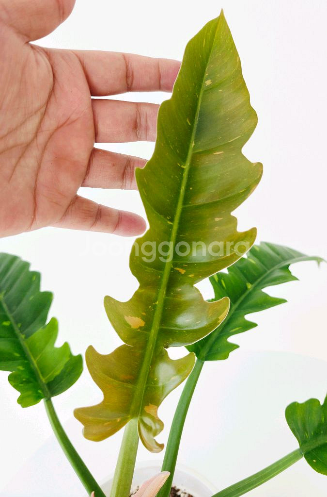 관엽 식물 ) 필로덴드론 링오브화이어 바리에가타--5