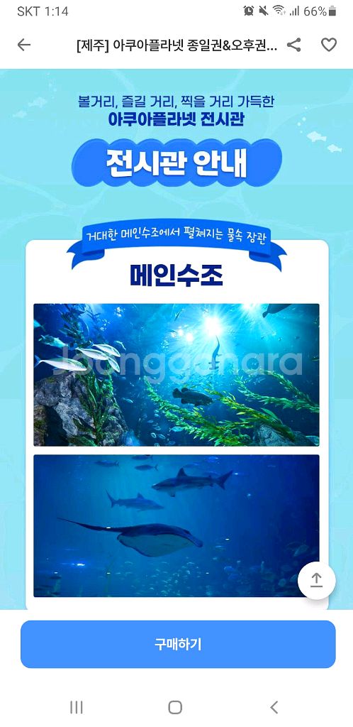 제주 아쿠아리움 오후권(4시 30분 이후) 2개--1