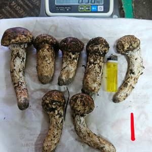 자연산 송이버섯 이미지