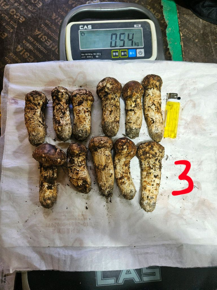 자연산 송이버섯 이미지