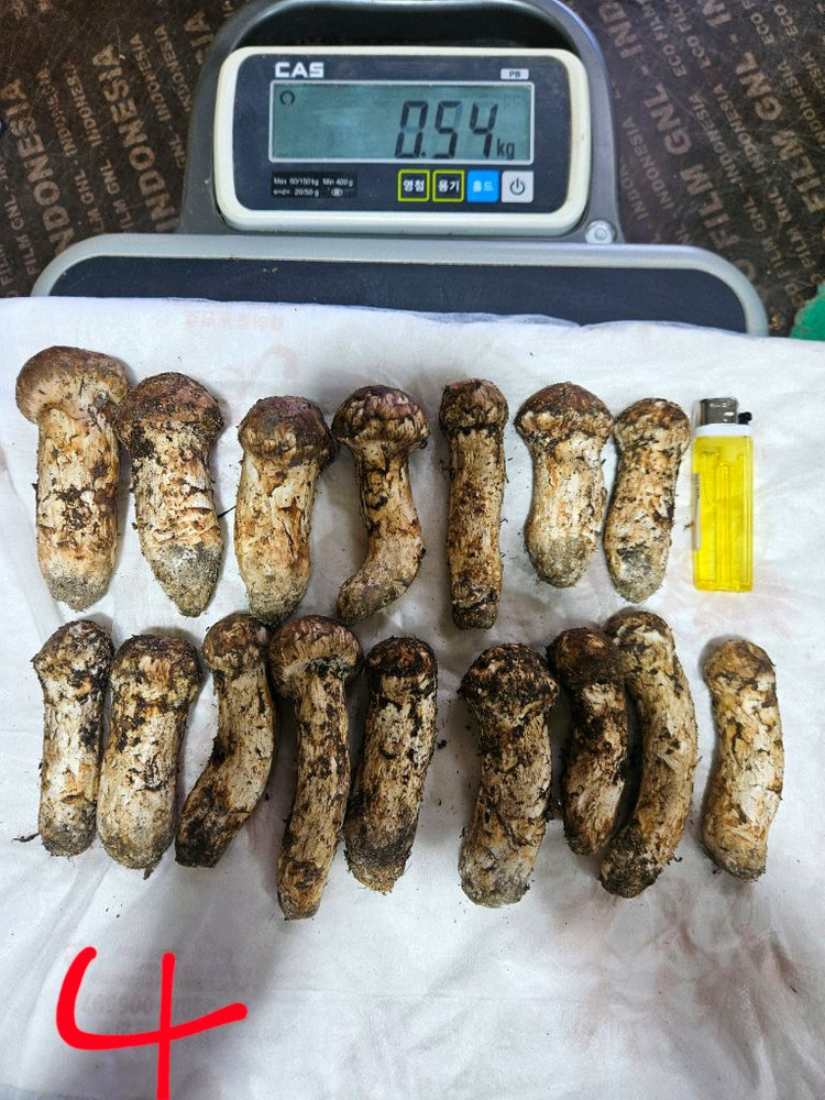 자연산 송이버섯 이미지