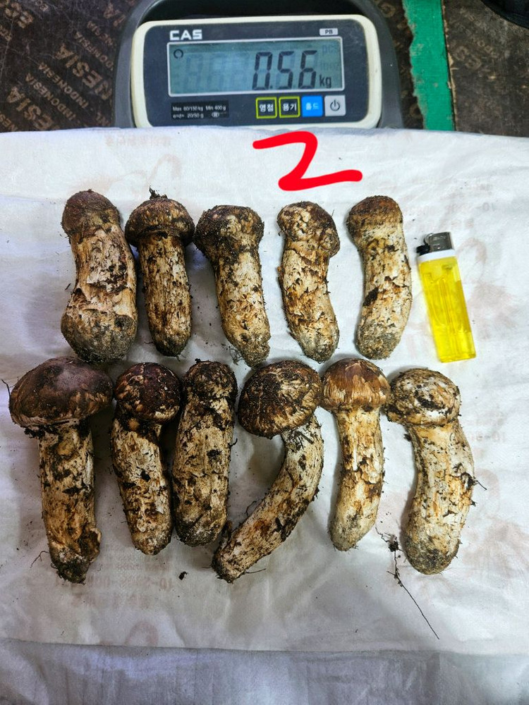 자연산 송이버섯 이미지