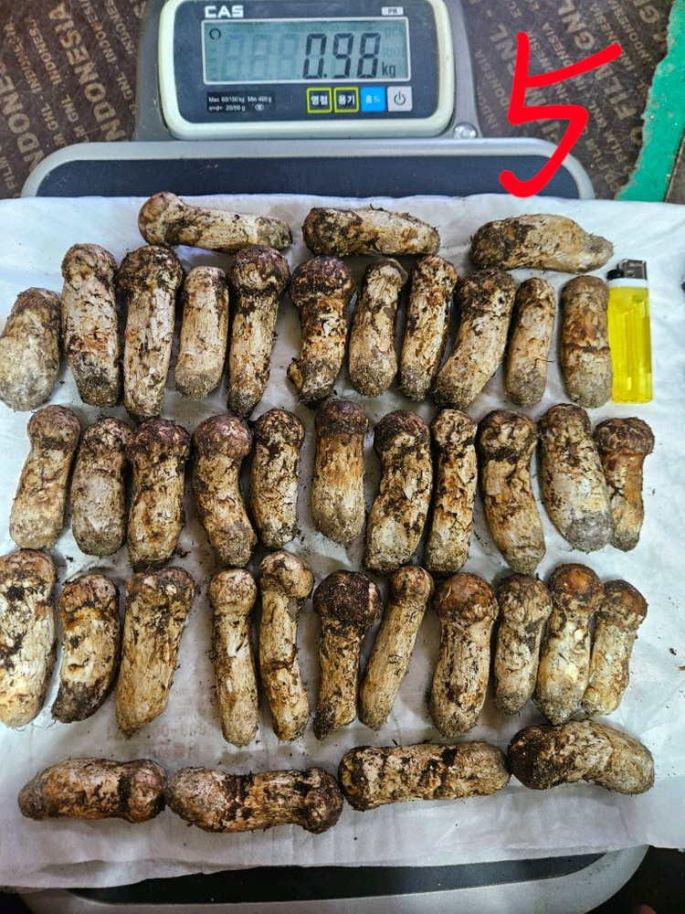 자연산 송이버섯 이미지