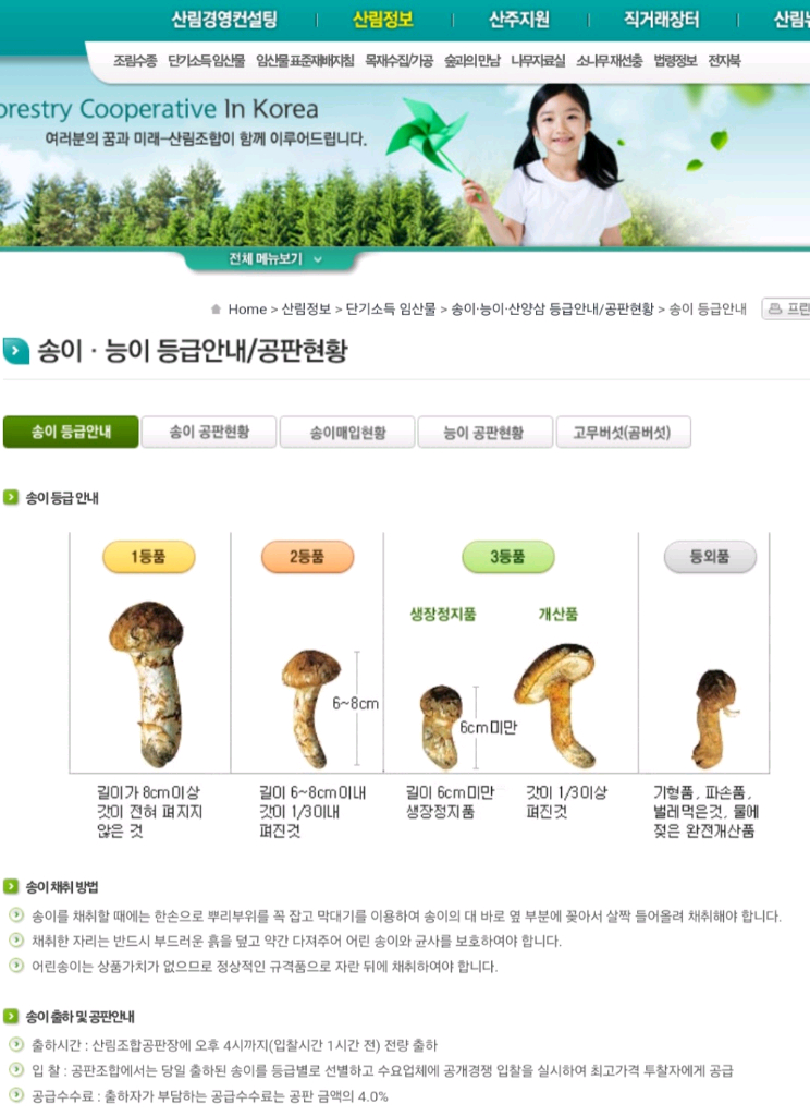 자연산 송이버섯 이미지