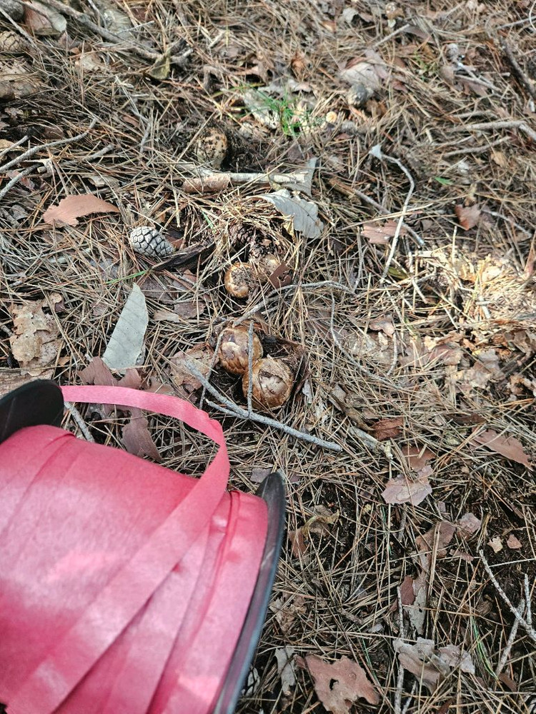 자연산 송이버섯 이미지