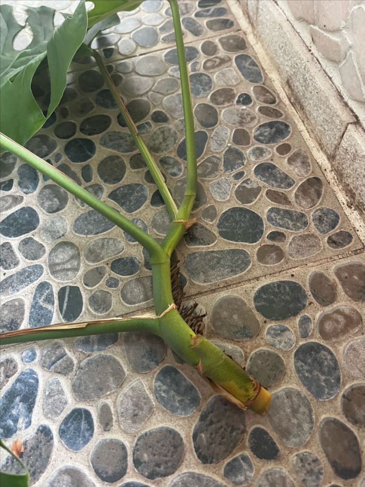 몬스테라 두비아 초대품 분양 이미지