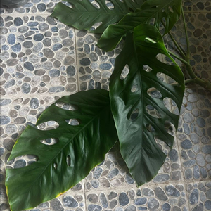 몬스테라 두비아 초대품 분양 이미지