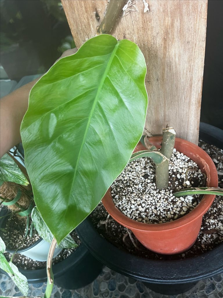 몬스테라 두비아 초대품 분양 이미지