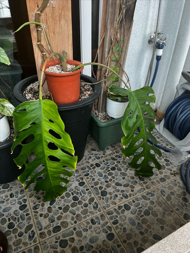 몬스테라 두비아 초대품 분양 이미지