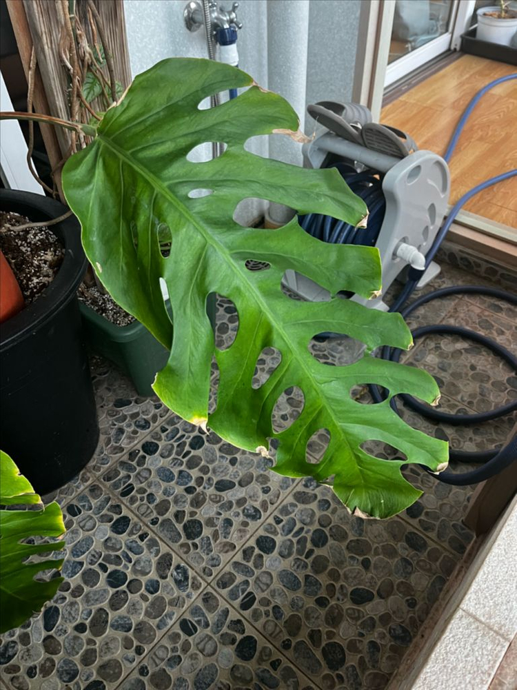 몬스테라 두비아 초대품 분양 이미지