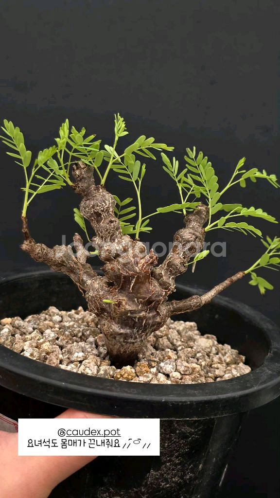 세나 메리디오날리스 너무이쁨 (아프리카식물/코덱스)--0