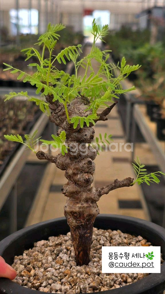 세나 메리디오날리스 너무이쁨 (아프리카식물/코덱스)--3