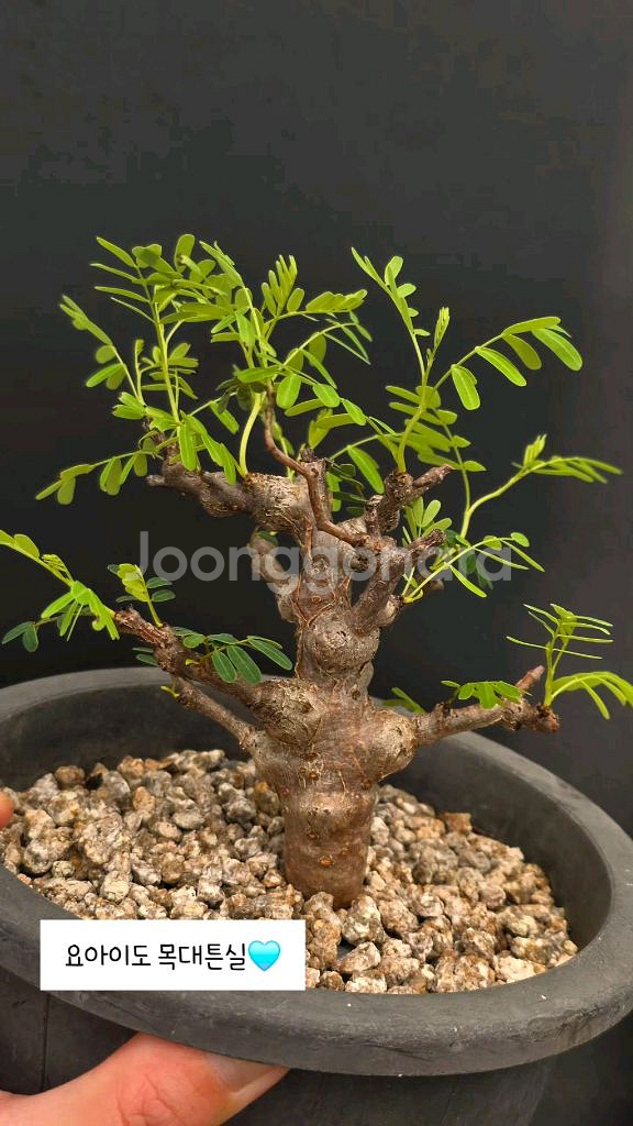 세나 메리디오날리스 너무이쁨 (아프리카식물/코덱스)--2