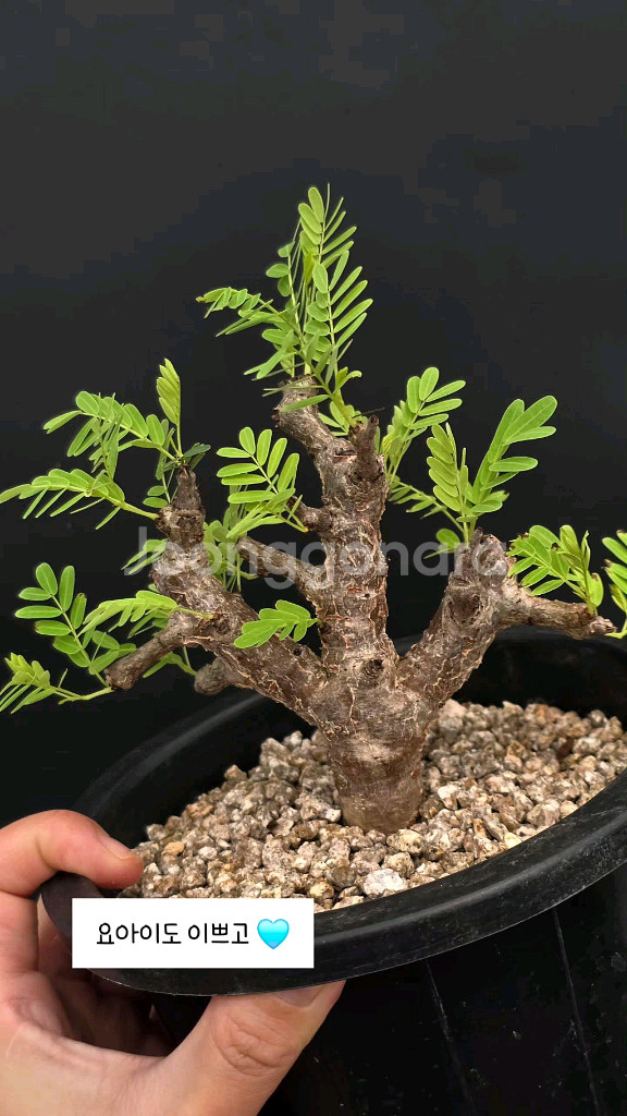 세나 메리디오날리스 너무이쁨 (아프리카식물/코덱스)--1