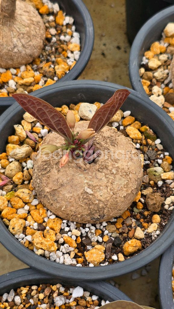 아데니아 오바타 (아프리카식물/코덱스)--2