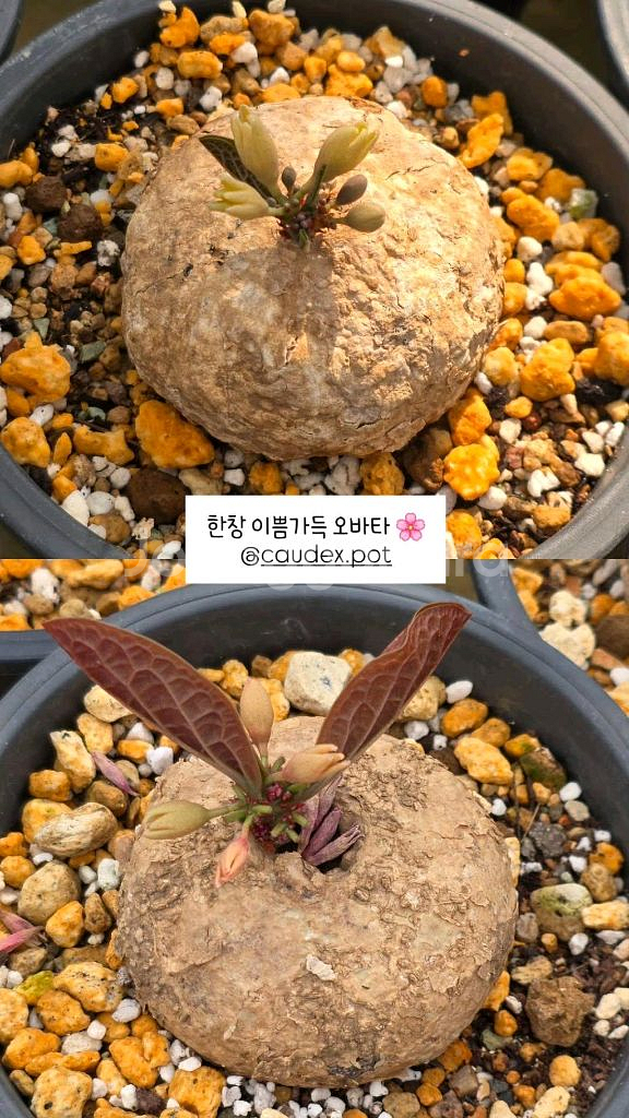 아데니아 오바타 (아프리카식물/코덱스)--0