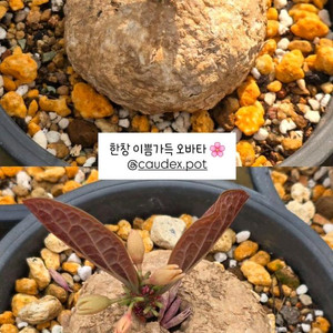 아데니아 오바타 (아프리카식물/코덱스)