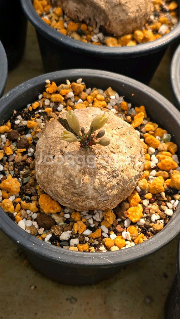 아데니아 오바타 (아프리카식물/코덱스)--1