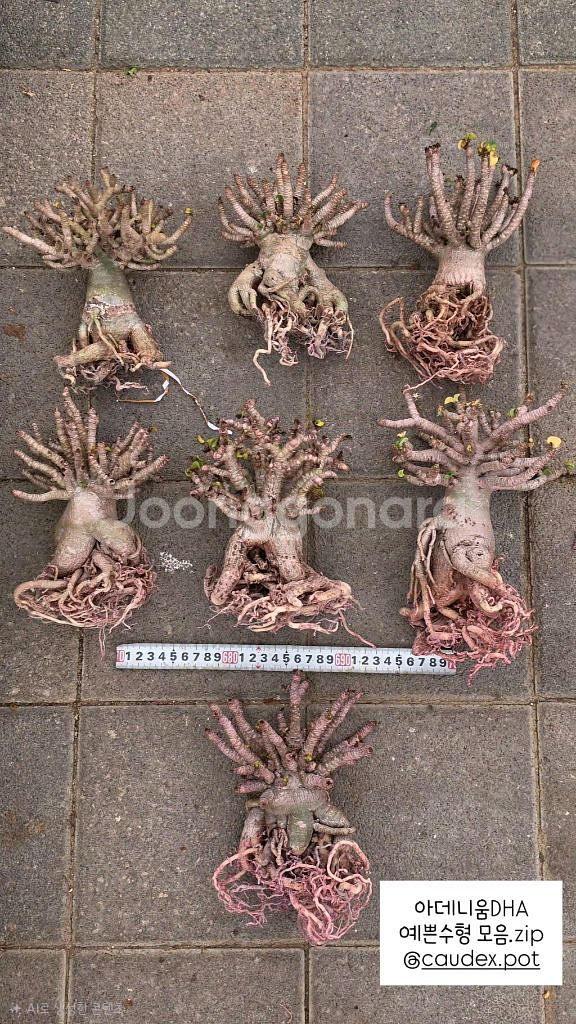 아데니움DHA 고급수형 (아프리카식물/코덱스)--1