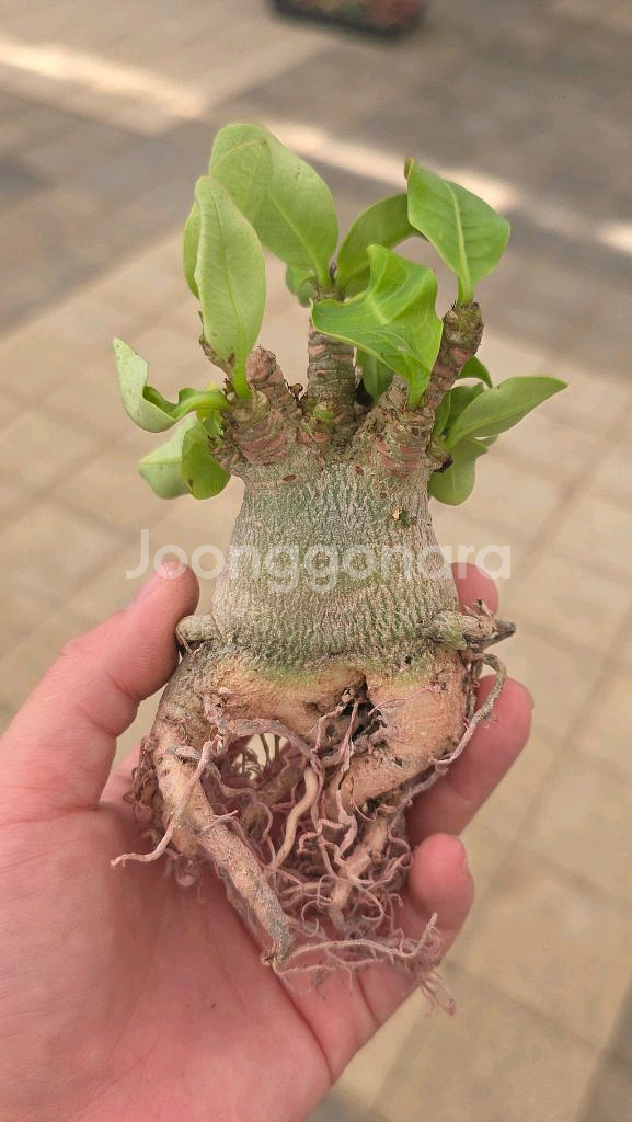 아데니움DHA 고급수형 (아프리카식물/코덱스)--2