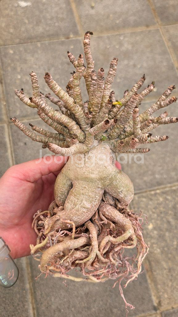 아데니움DHA 고급수형 (아프리카식물/코덱스)--3