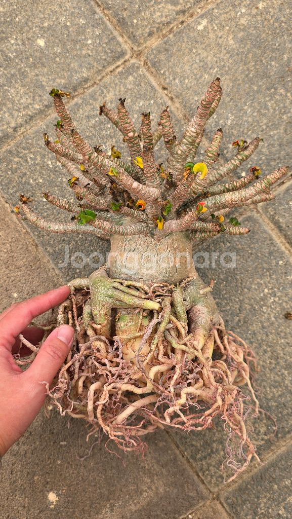 아데니움DHA 고급수형 (아프리카식물/코덱스)--4