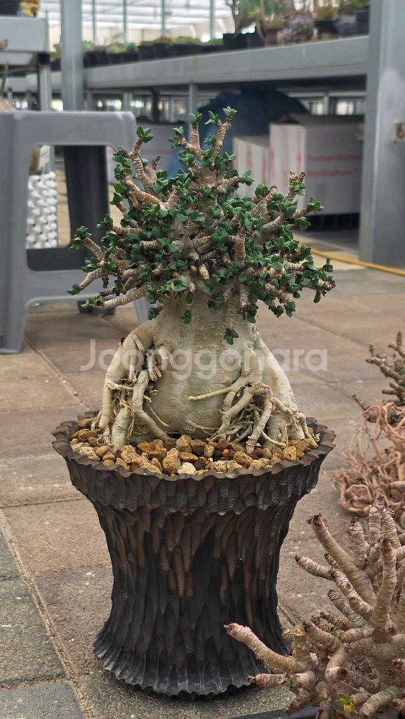 아데니움DHA 고급수형 (아프리카식물/코덱스)--0