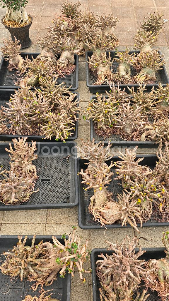 아데니움DHA 고급수형 (아프리카식물/코덱스)--5