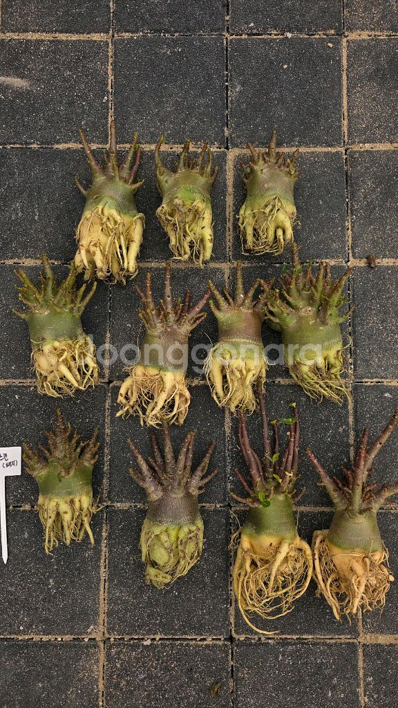 아데니움 누드스킨, 블랙트리, 블랙스킨(아프리카식물--2