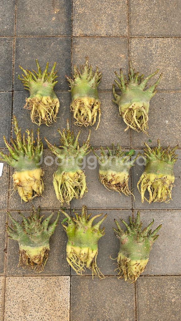 아데니움 누드스킨, 블랙트리, 블랙스킨(아프리카식물--0