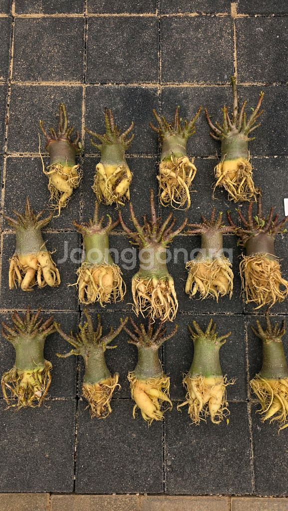 아데니움 누드스킨, 블랙트리, 블랙스킨(아프리카식물--1