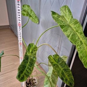 필로덴드론 파라이소베르디