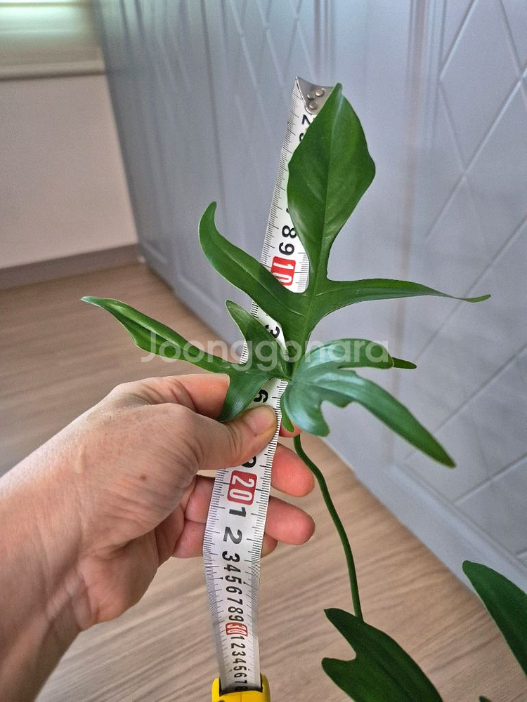 필로덴드론 글래드핸즈--1
