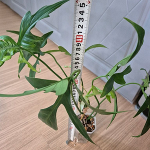 필로덴드론 글래드핸즈