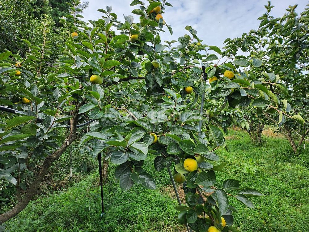 귀한 태추단감 수분이 많고 달고 맛있어요--0