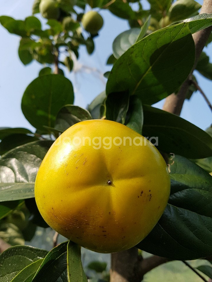 귀한 태추단감 수분이 많고 달고 맛있어요--1