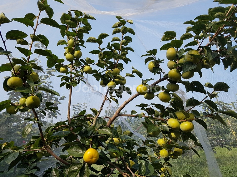 귀한 태추단감 수분이 많고 달고 맛있어요--2