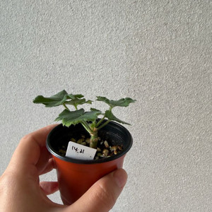 러시아제라늄3종 유럽1종