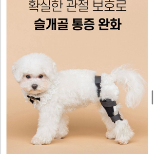 은해펫 강아지 슬개골/십자인대 보호대 필수예요!