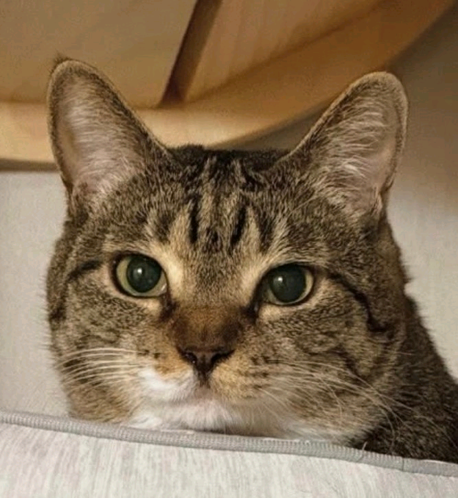 profile-image